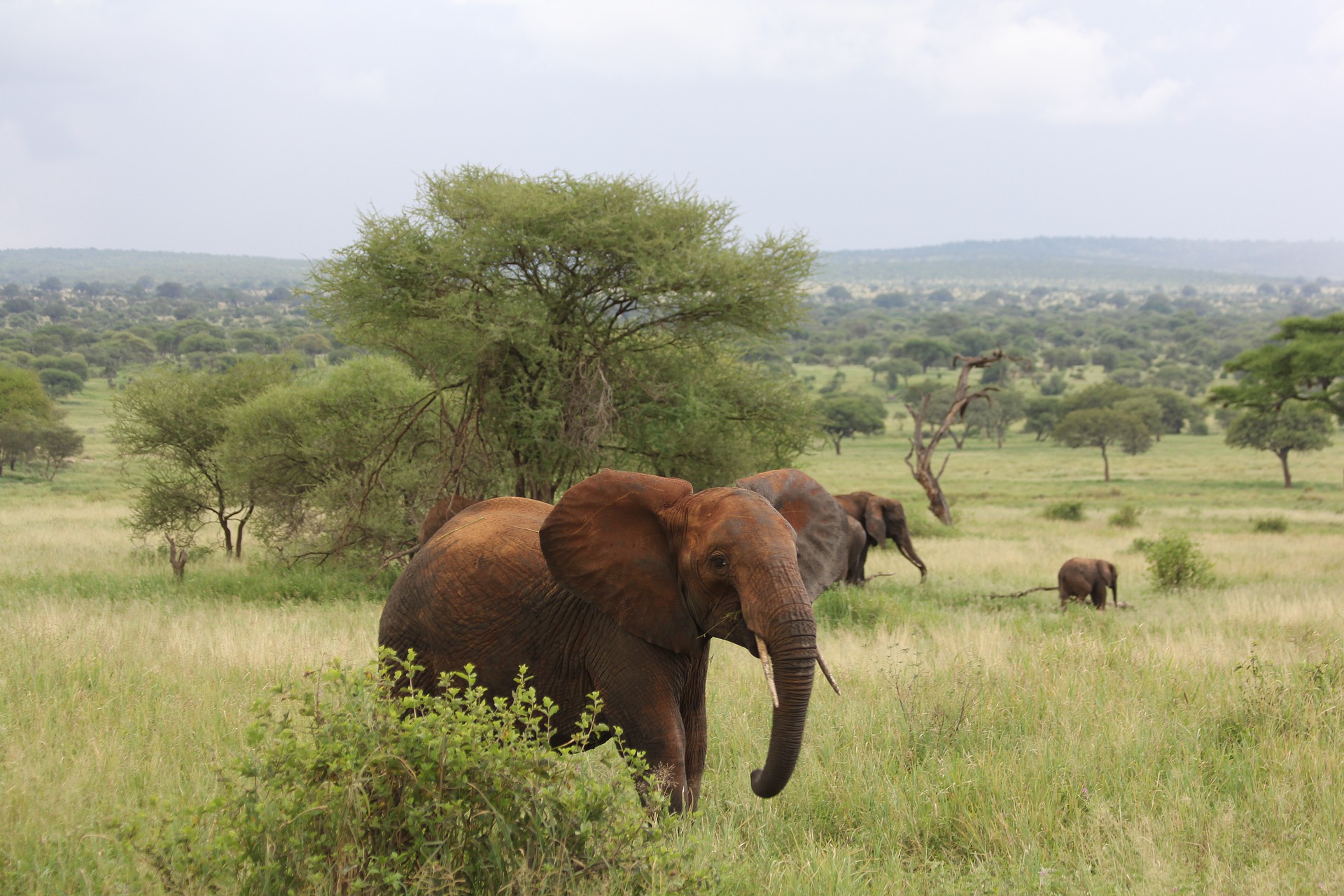 elephant manyara tanzanie par matthias gebhardt