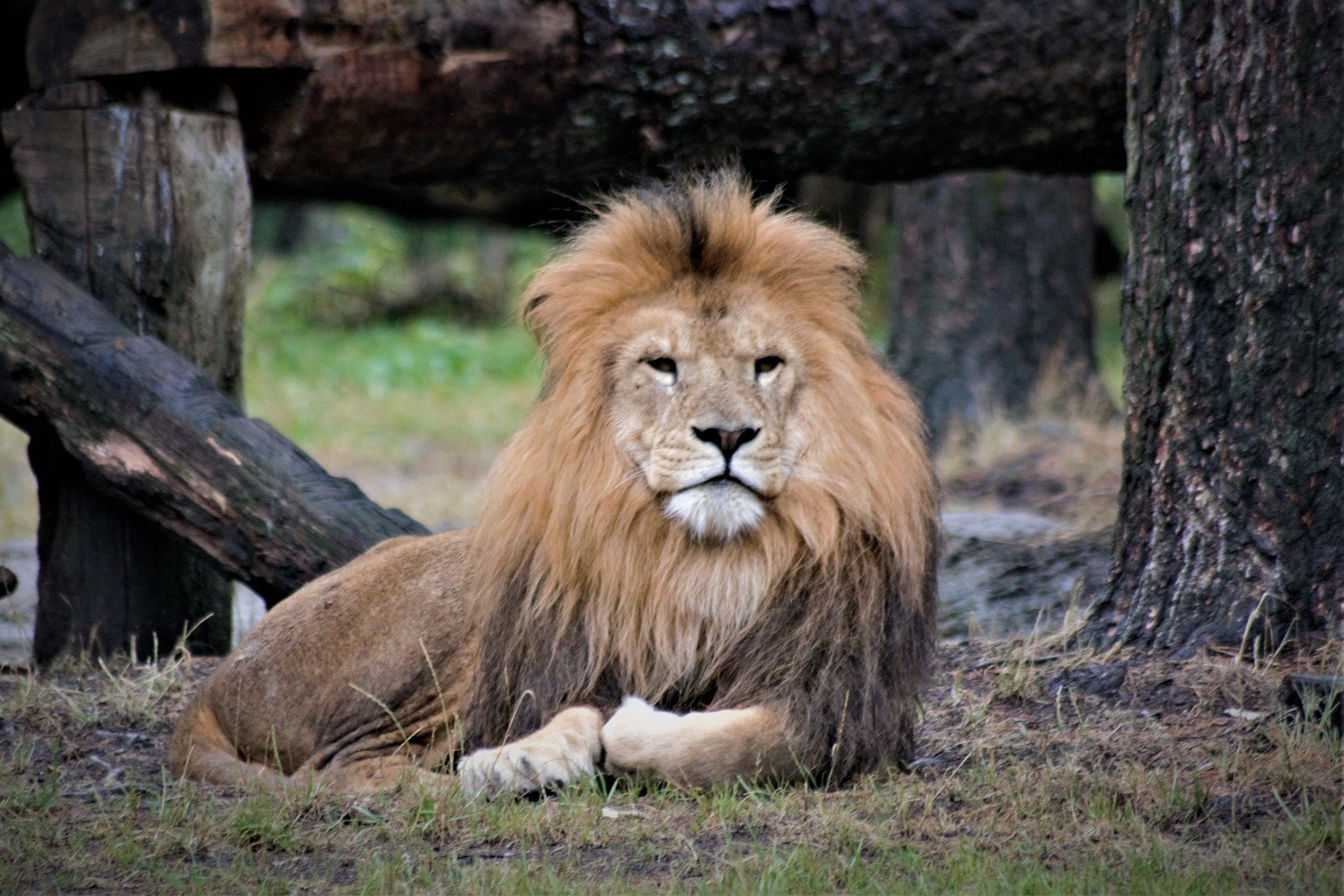 Lion, Parc du Serengeti, Tanzanie © Insa Osterhagen 