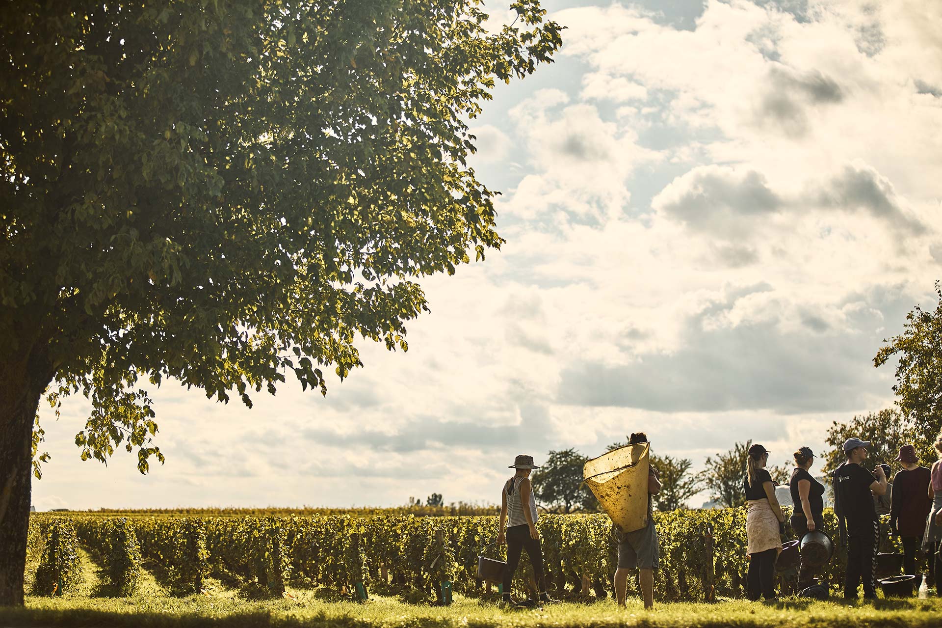 Vendanges, Montrachet, Bourgogne, France © COMO Hotels and Resorts