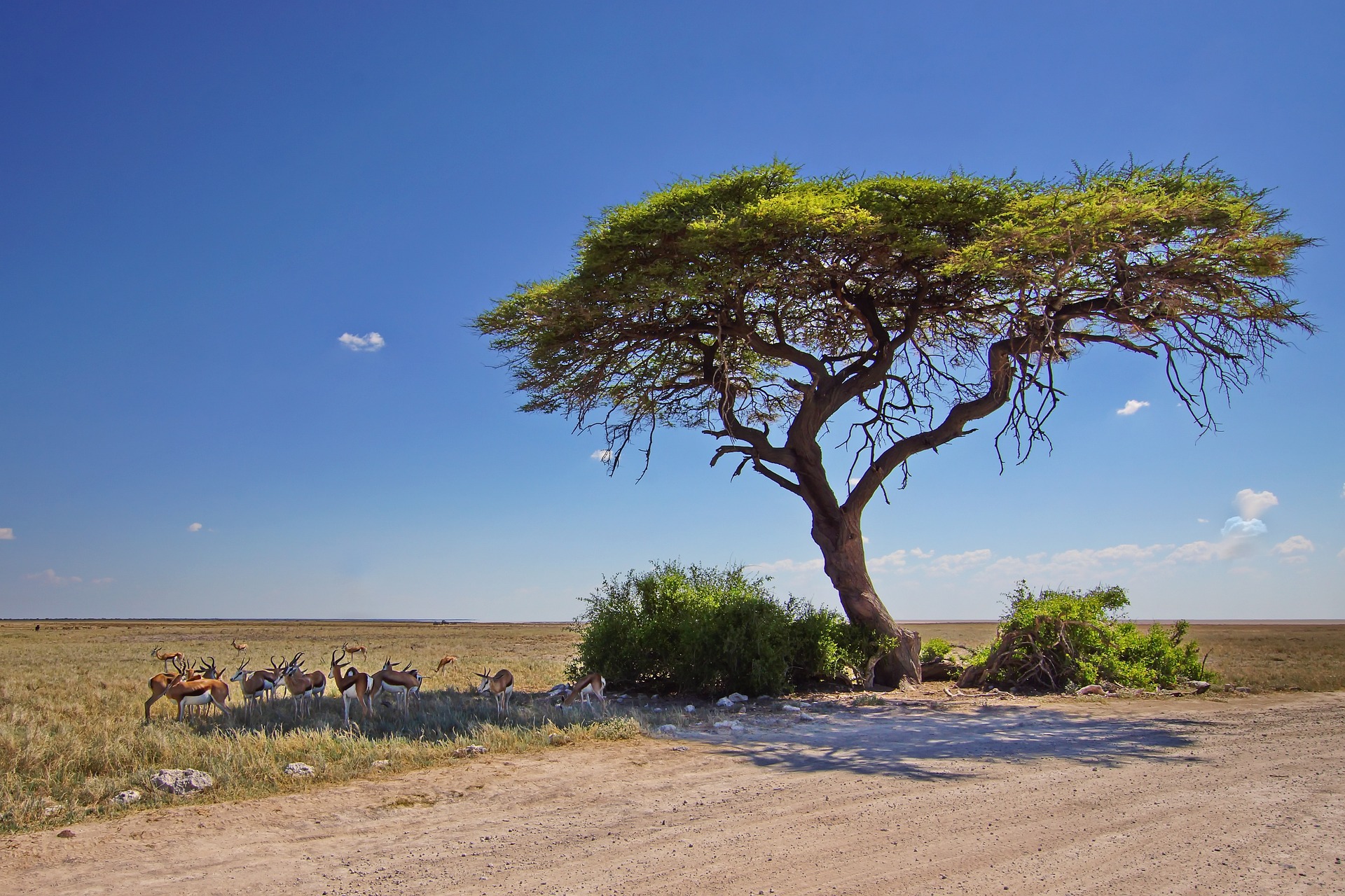 Antilopes, Parc d'Etosha, Namibie © Klaus Keuthen