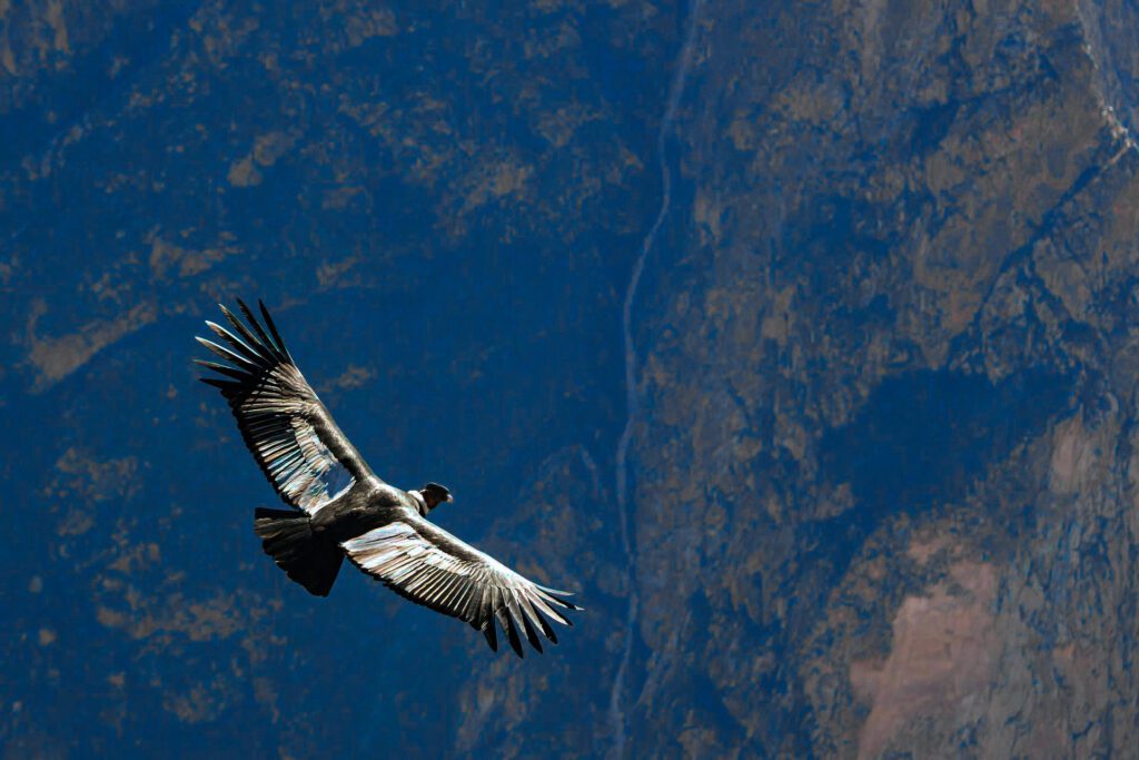 Condor des Andes, Pérou © jmarti