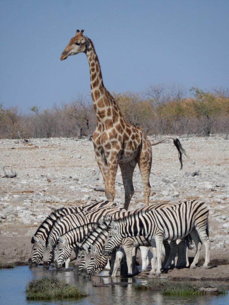 Girafe et zèbres se désaltérant à un point d'eau, Parc Etosha, Namibie © Anja Schindler