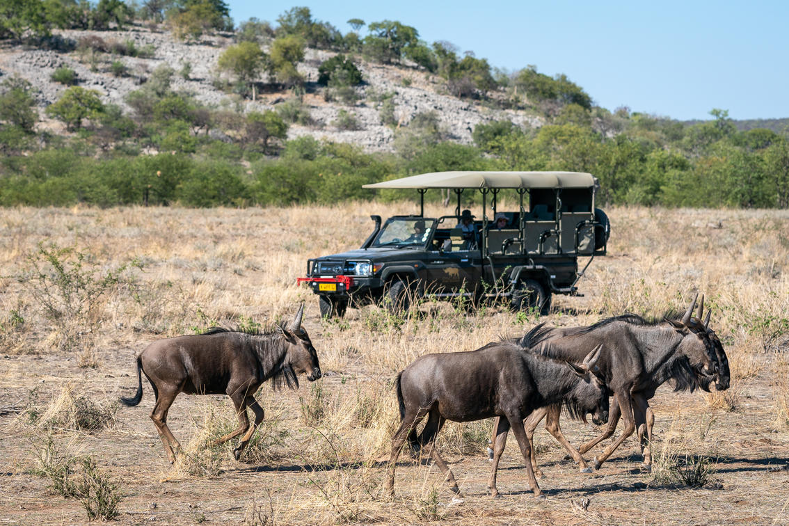 Gnous, Ongava Game Reserve © Dana Allen / Ongava
