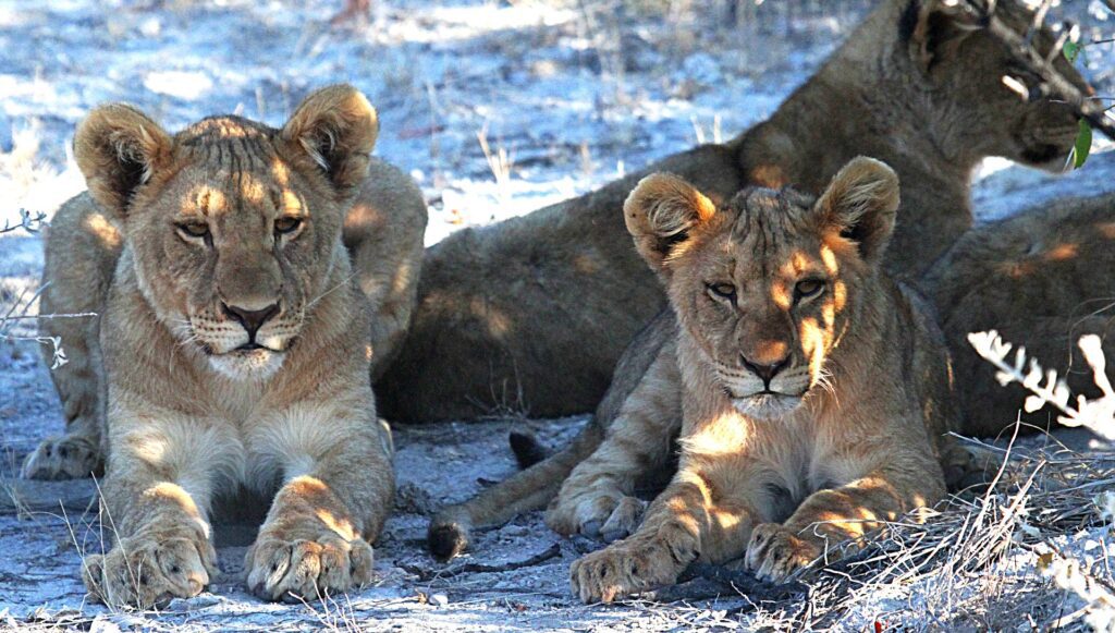Lionceaux, Parc Etosha, Namibie © Tobi