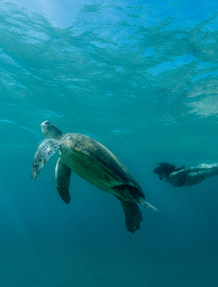 Tortues à Pamalican, Amanpulo, Philippines © Aman Group