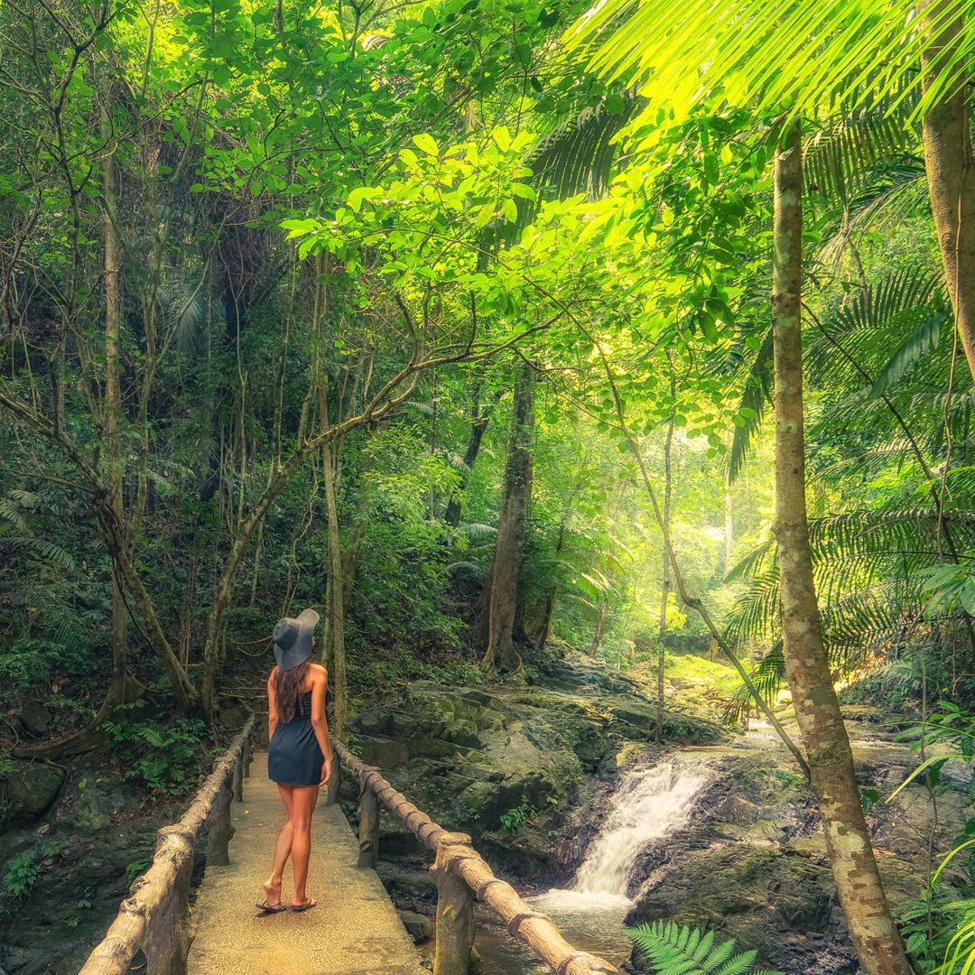 foret tropicale sugar beach viceroy sainte lucie