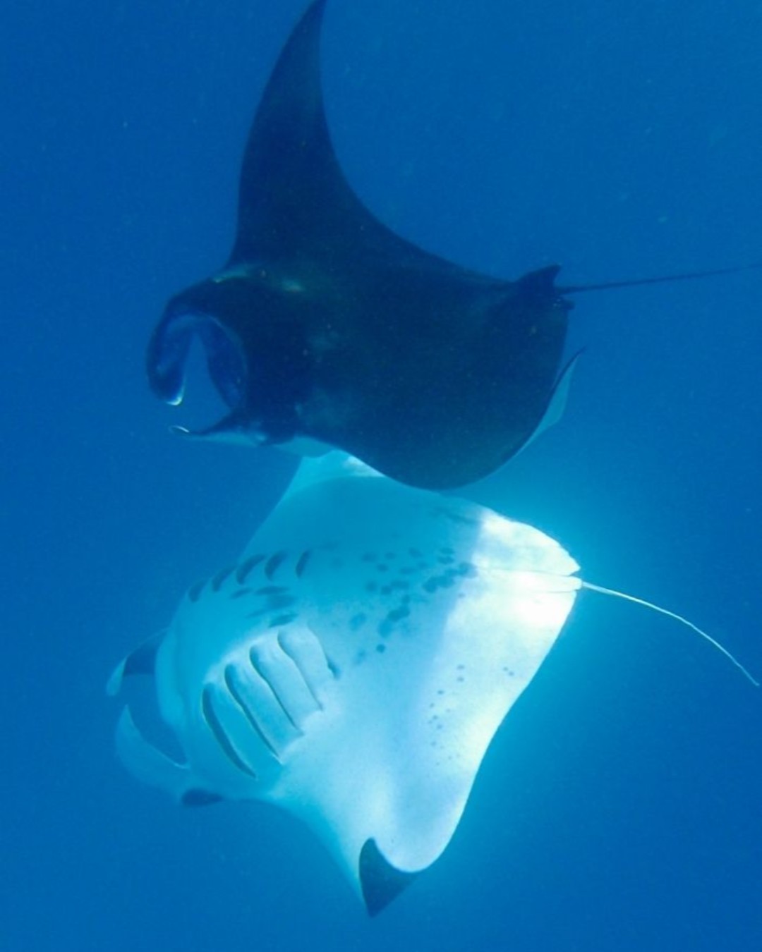 Raies mantas, Nautilus Beach, Atoll de Baa, Maldives © The Nautilus Maldives
