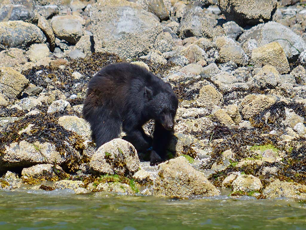 Ours brun, Clayoquot Sound, Colombie-Britannique, Canada © Megan Coughlin