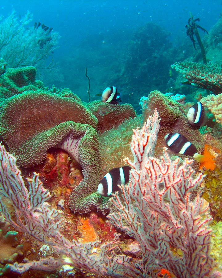 Plongée à l'île de Tioman, Malaisie © Paul <a href="https://creativecommons.org/licenses/by-sa/2.0/" target="_blank">(CC BY-SA 2.0)</a> Plongée à l'île de Tioman, Malaisie © Paul