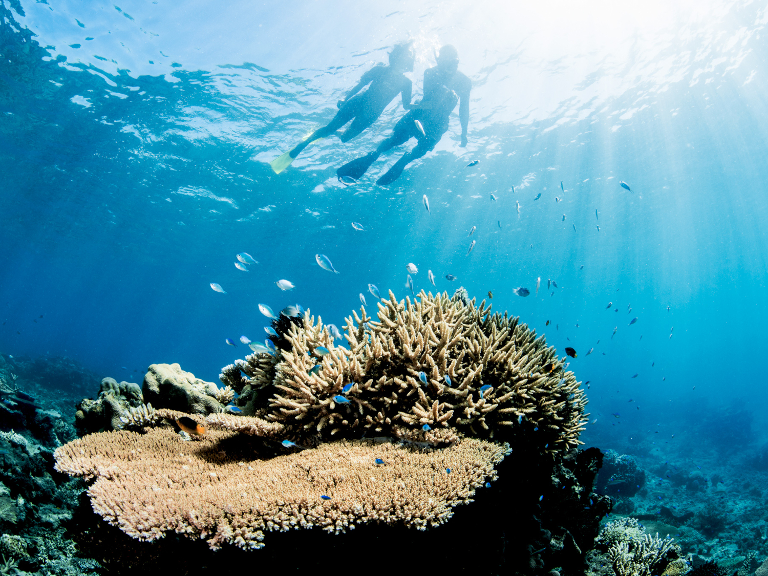Snorkeling aux Fidji © Kokomo Private Island Fiji