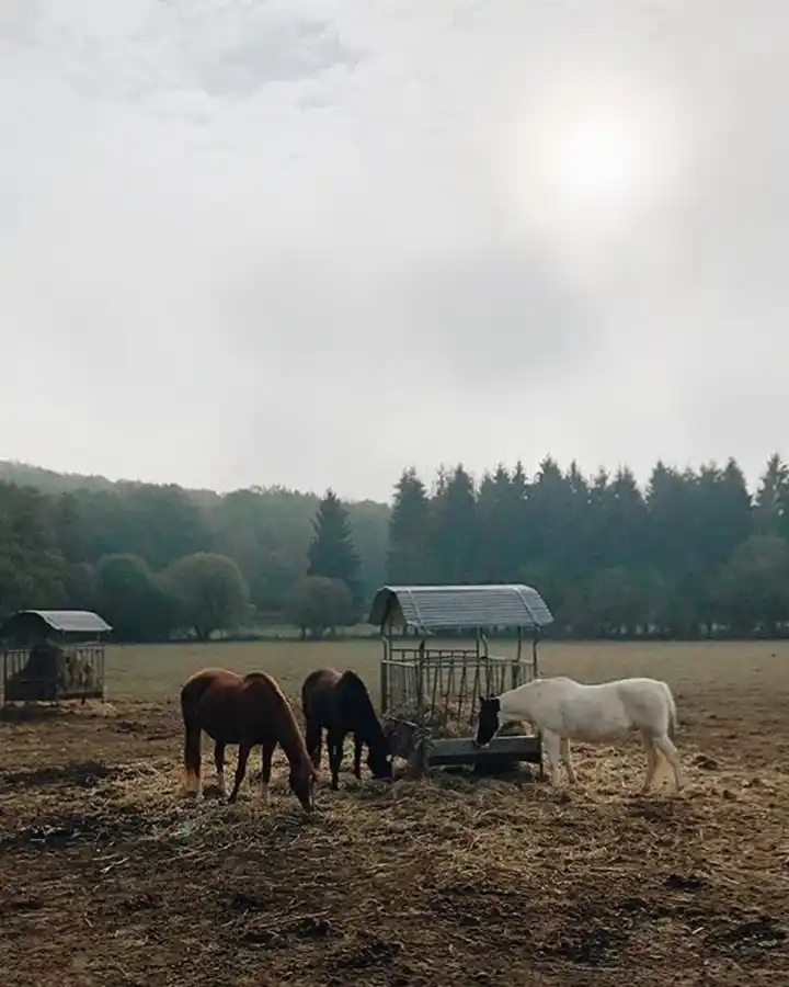 Les Chevaux du Barn, Bonnelles, France © Le Barn Les Chevaux du Barn, Bonnelles, France © Le Barn
