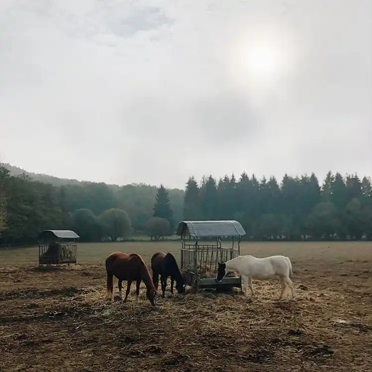 Les Chevaux du Barn, Bonnelles, France © Le Barn