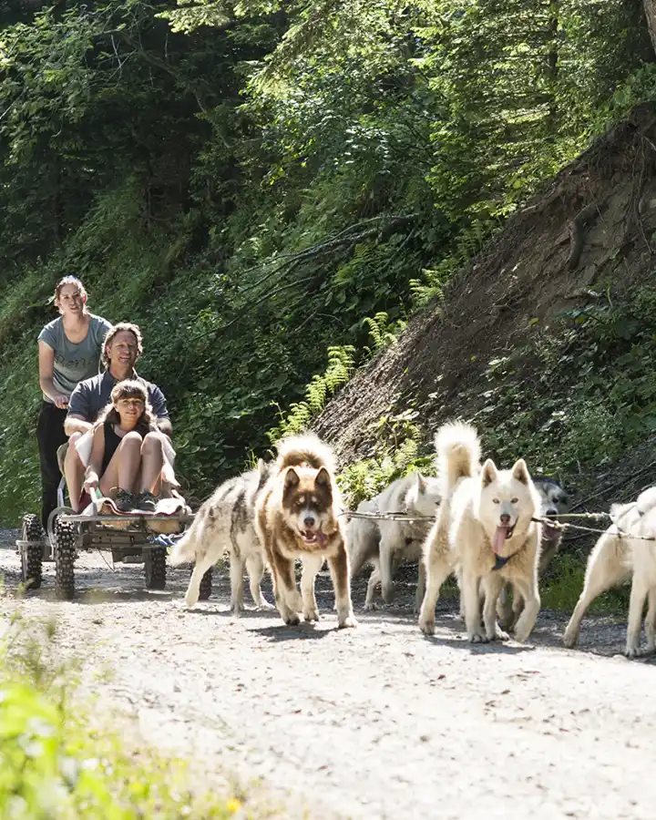 Dogkarting, Valais, Alpes Suisses © Whitepod