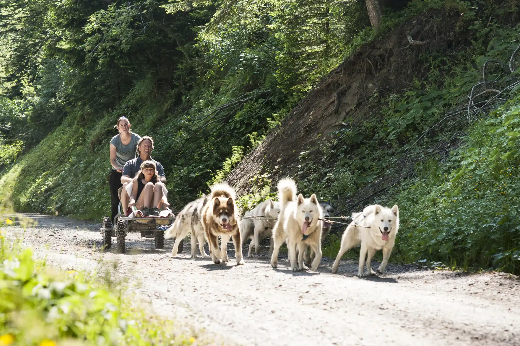 Dogkarting, Valais, Alpes Suisses © Whitepod