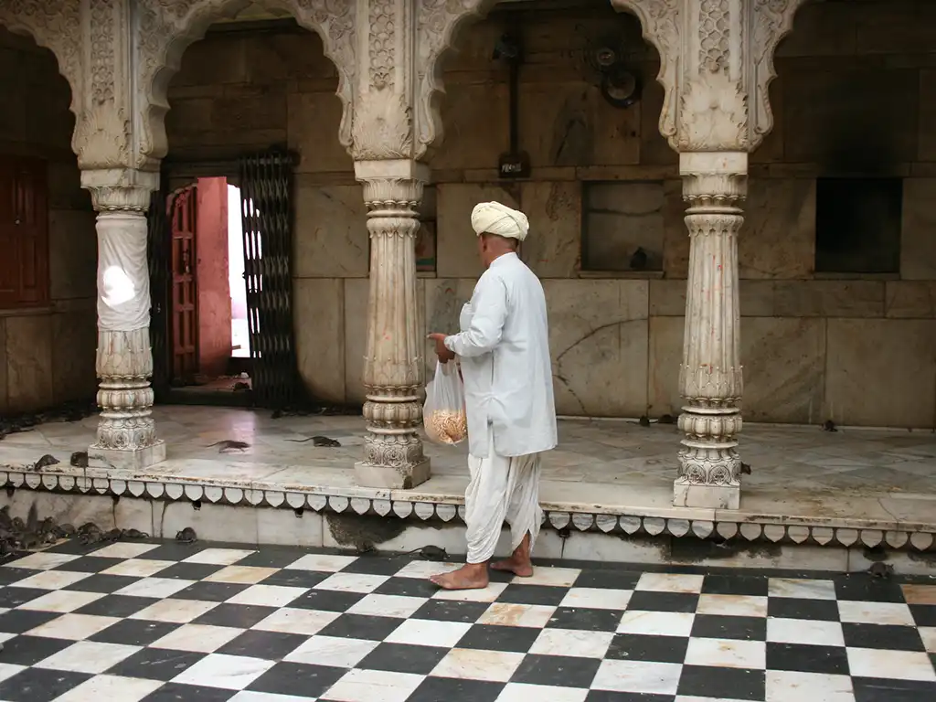 Les rats du temple Karni Mata à Deshnok, Rajasthan, Inde © Celbau
