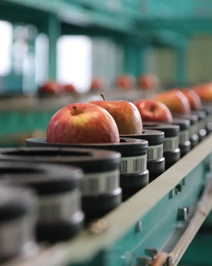 Production de pommes à Hirosaki, Shiki-Shima, Japon © East Japan Railway Company Production de pommes à Hirosaki, Shiki-Shima, Japon © East Japan Railway Company
